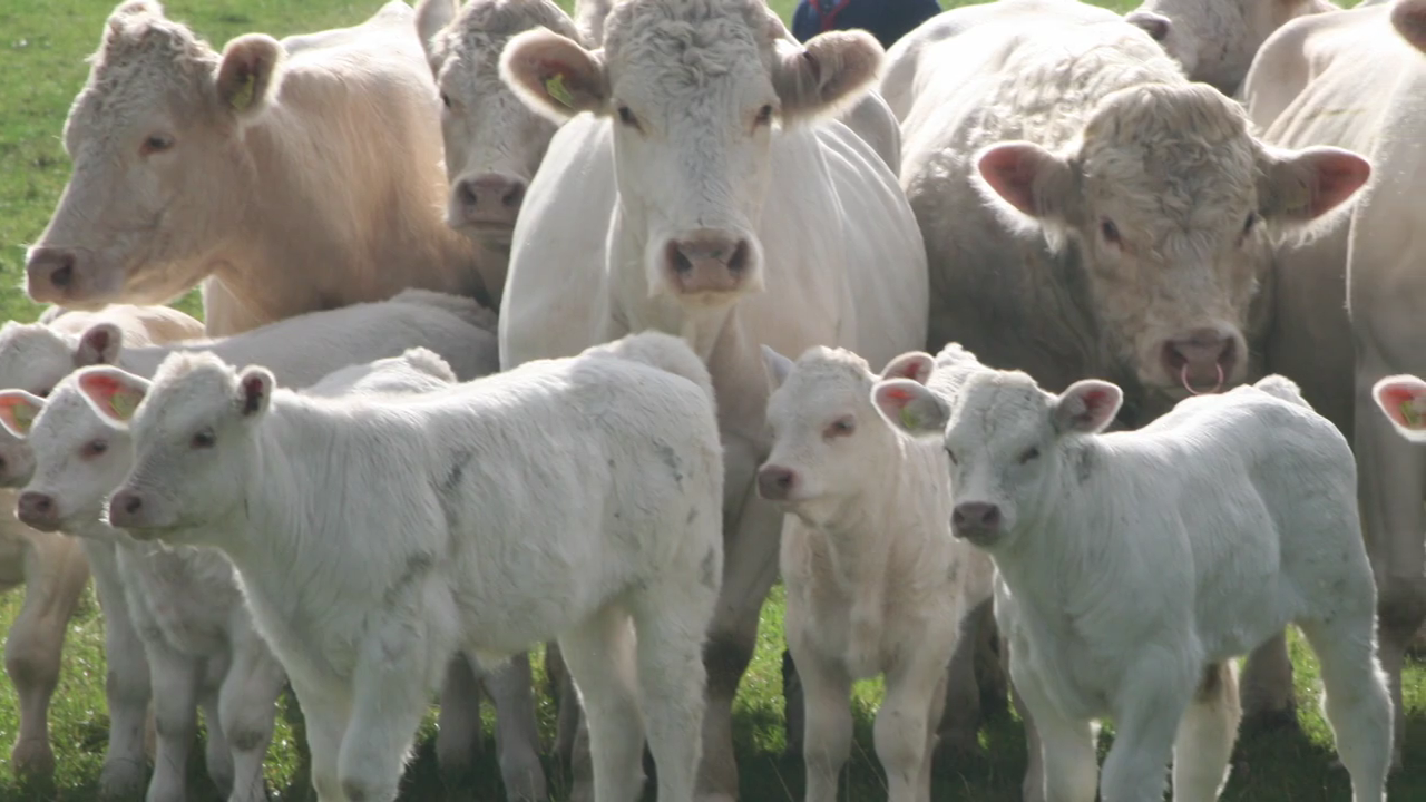 Charolais open/Bred Heifers, Bulls & calves for sale ....